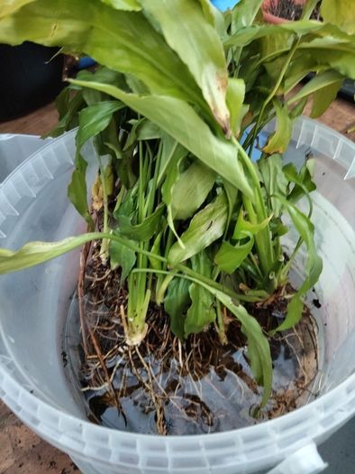 bare rooted peace lily plants