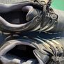 adidas golf shoes tour 360 size 9.5 Image 6