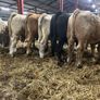 Seven Charlaois Bull Weanlings Image 7