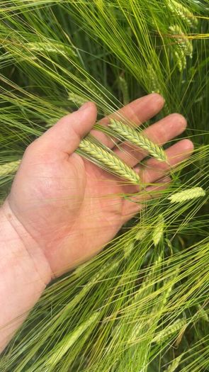 Barley whole crop for sale