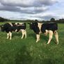 Clogheraily Pedigree British Friesian Bulls Image 10