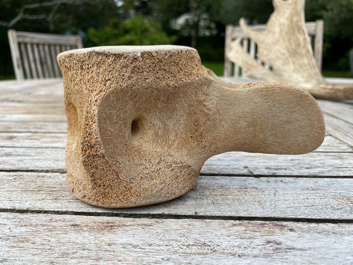 Whale vertebrae