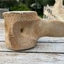 Whale vertebrae Image 2