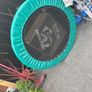 Trampoline Image 2