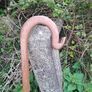 Shepherd's Crook / Staff Image 3