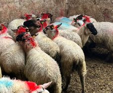 Ewe lambs