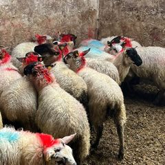Ewe lambs
