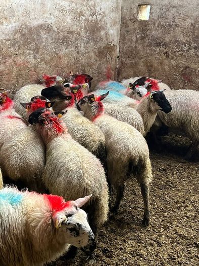 Ewe lambs