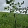 Silver Birch tree Image 2