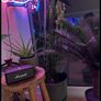 Marshall bluetooth speaker Bought in 2021 Image 2