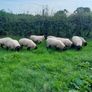 Rams Image 5