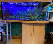Fish Tank