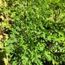 Styphnolobium japonicum, Pagoda tree Image 2