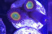 Sunny D Zoa Frag