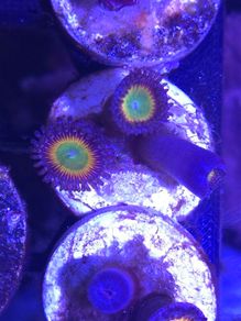 Sunny D Zoa Frag
