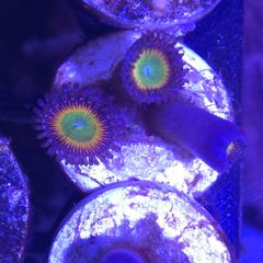 Sunny D Zoa Frag