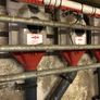 Flexi Auger Meal Feeder Image 3