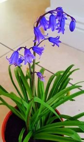 5 x bluebell bulbs