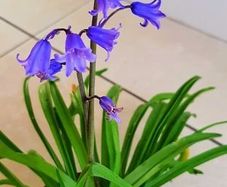 5 x bluebell bulbs