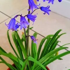 5 x bluebell bulbs