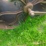 Victorian lawn roller Image 7