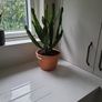 Euphorbia Trigona Image 4