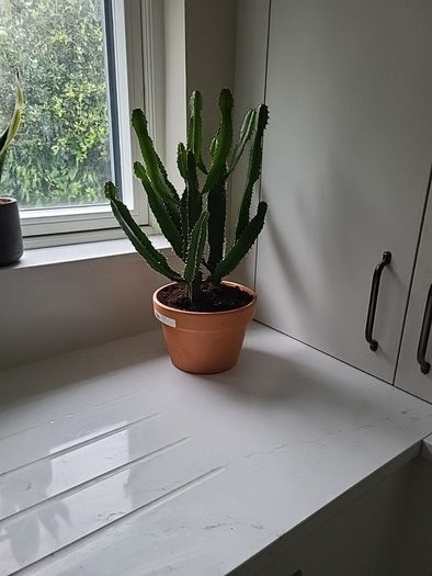 Euphorbia Trigona