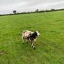 Dutch spotted hogget rams Image 5