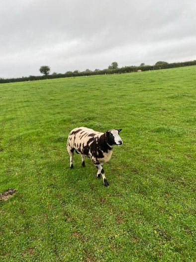 Dutch spotted hogget rams