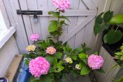 garden plants