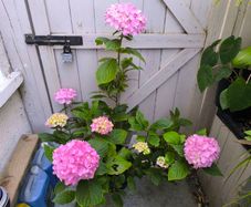 garden plants