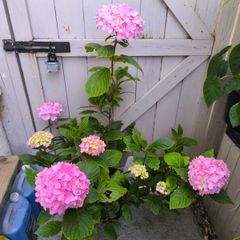 garden plants