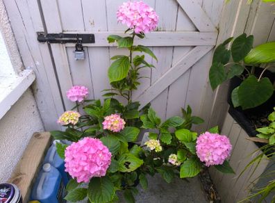 garden plants