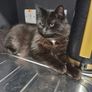 2 kittens Image 4