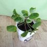 Chinese Money Plant - Pilea peperomioides Image 5