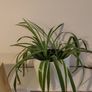 house plants Image 2