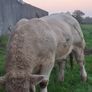 Pedigree charolais bull Image 6