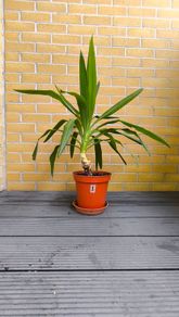 Yucca Indoor Plant