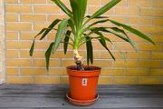 Yucca Indoor Plant