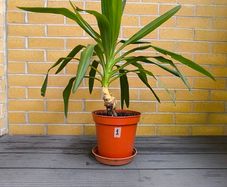 Yucca Indoor Plant