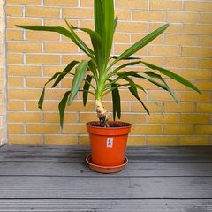 Yucca Indoor Plant