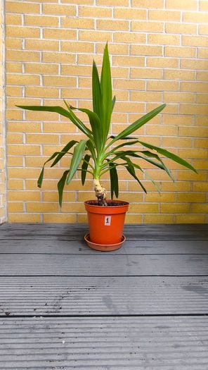 Yucca Indoor Plant