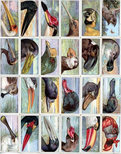 John Player 1929 Cigarette Cards - Curious Beaks - FREE POSTAGE