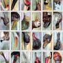 John Player 1929 Cigarette Cards - Curious Beaks - FREE POSTAGE Image 3