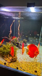 aquarium