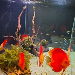 aquarium