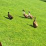 ducklings Image 4