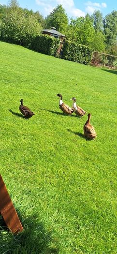 ducklings