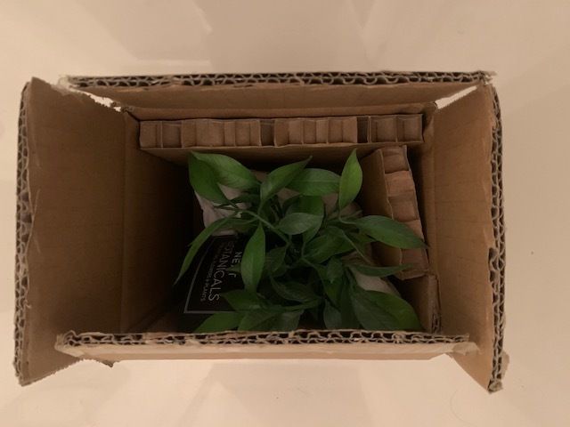 NEXT artificial plant
