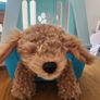 my little live pets puppy Image 2